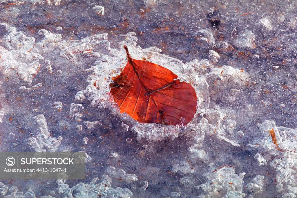 Beech dead leaf in the ice at Lake Blanchemer France