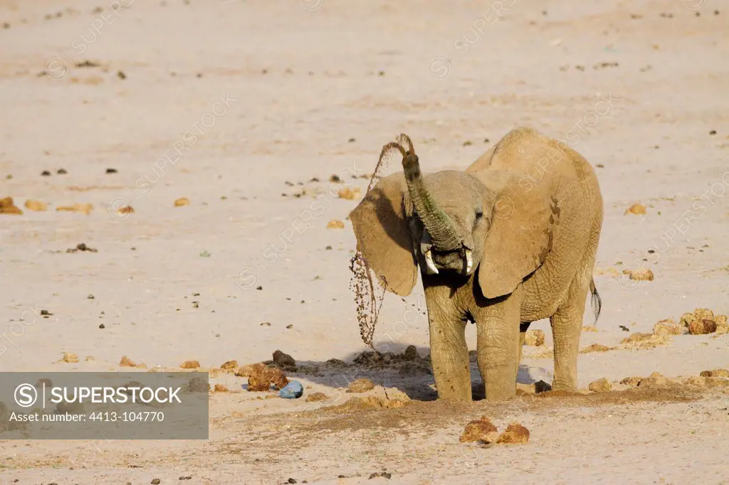 African Elephant drinking in a dry riverbed Samburu Kenya