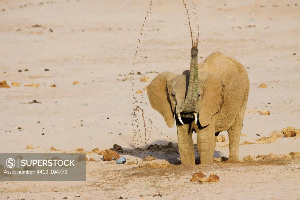 African Elephant drinking in a dry riverbed Samburu Kenya