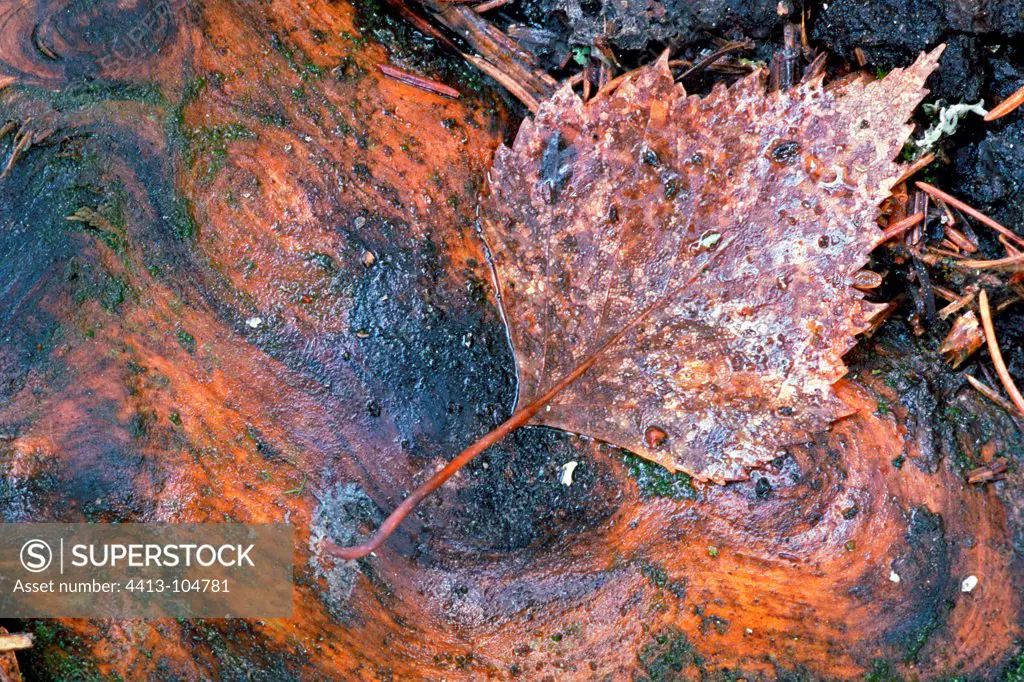 Dead leaf of birch on a tree stump in fallFrance
