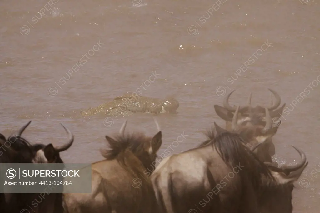 Crocodile lying in the river Mara and Wildebeests Kenya