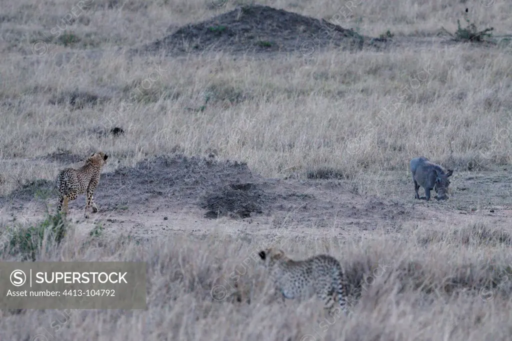 And young cheetah chasing a Warthog Masai MaraKenya