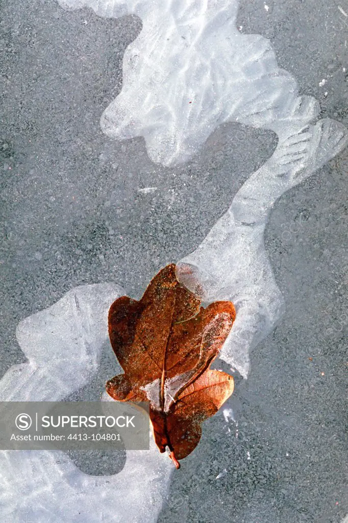 Dead leaves of pedunculate oak and Ice Dragon France