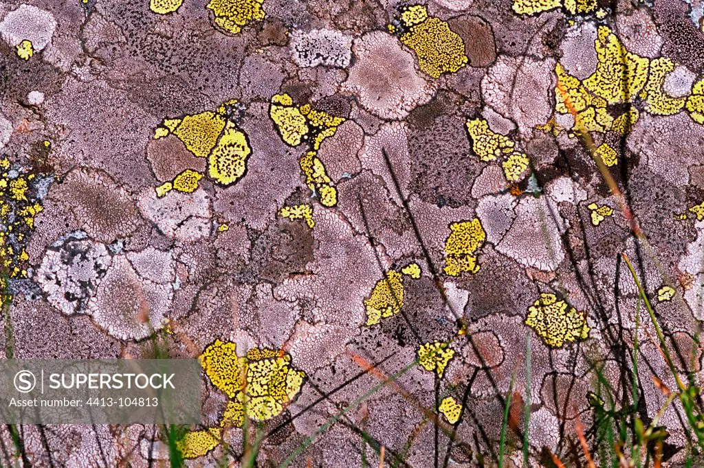Lichen on a rock Petit Belvédère du Viso Ristolas France
