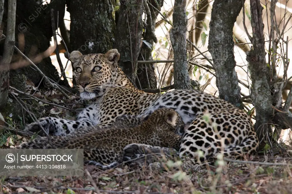Leopard and her young 3 months Masai Mara Kenya