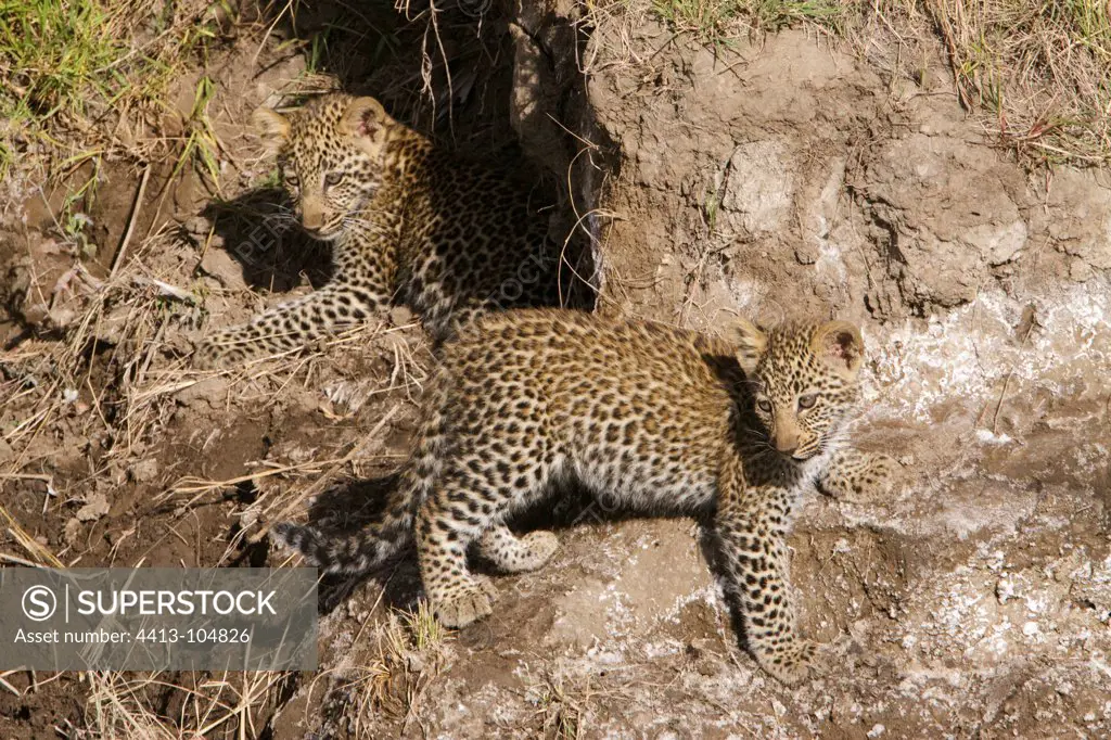 Young Leopard 3 months playing Masai Mara Kenya