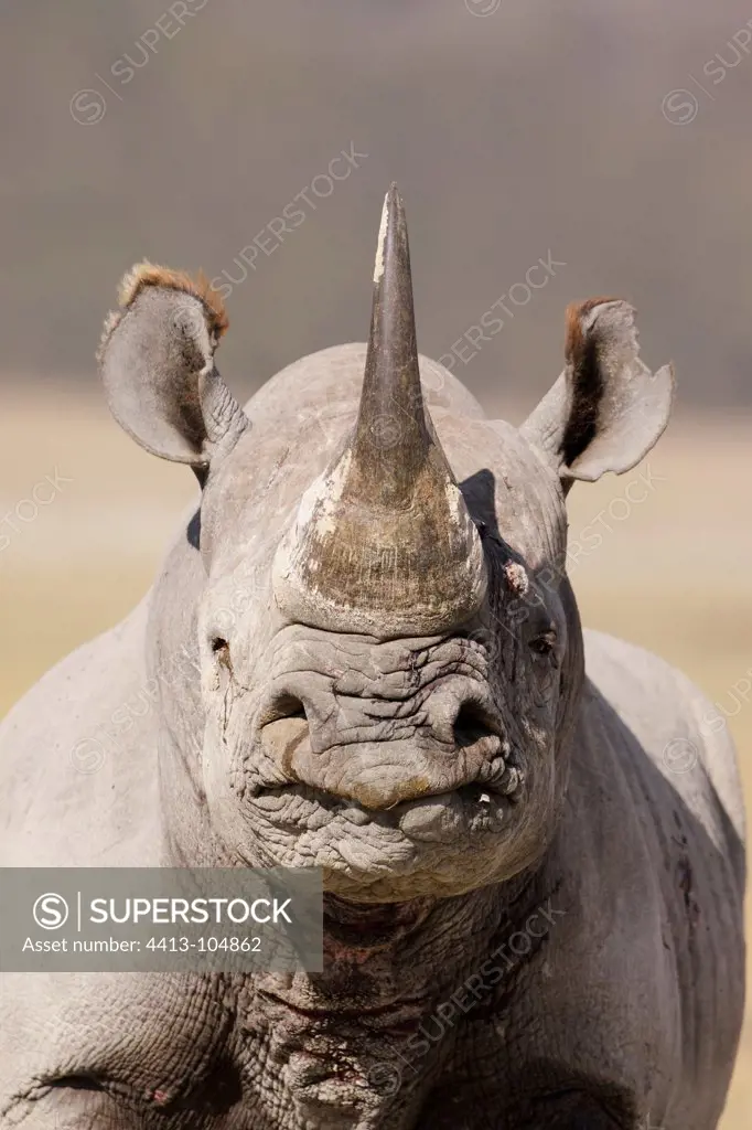 Portrait of White rhino female Nakuru Kenya