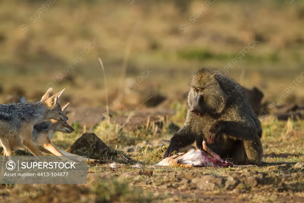 Jackal trying to steal a gazelle hunted by a male baboon