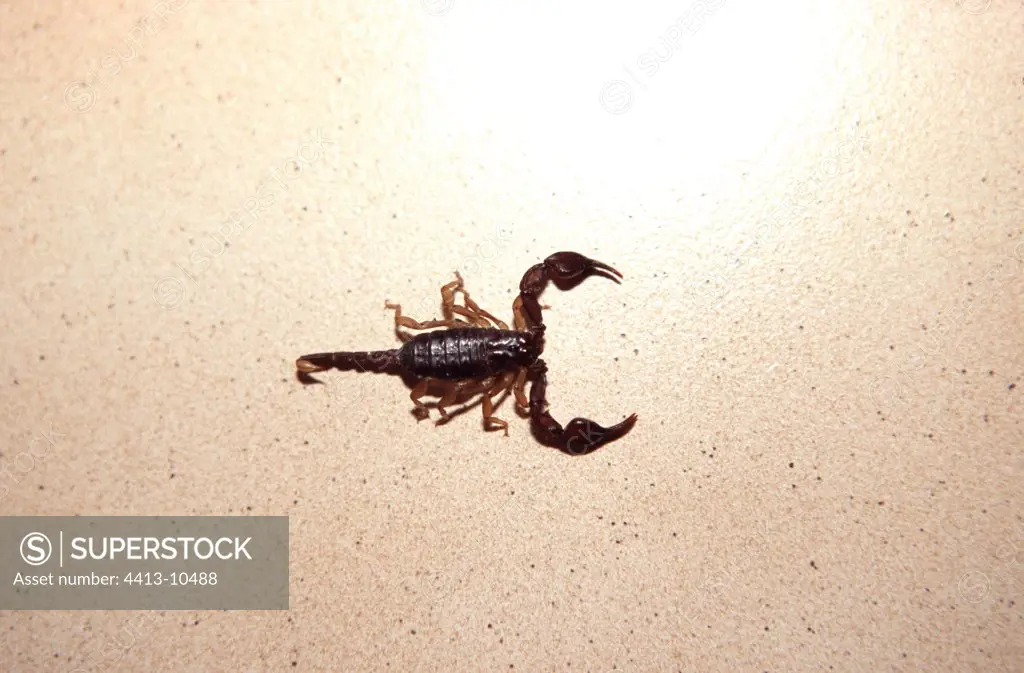 European yellow tailed scorpion in a house Sisteron France