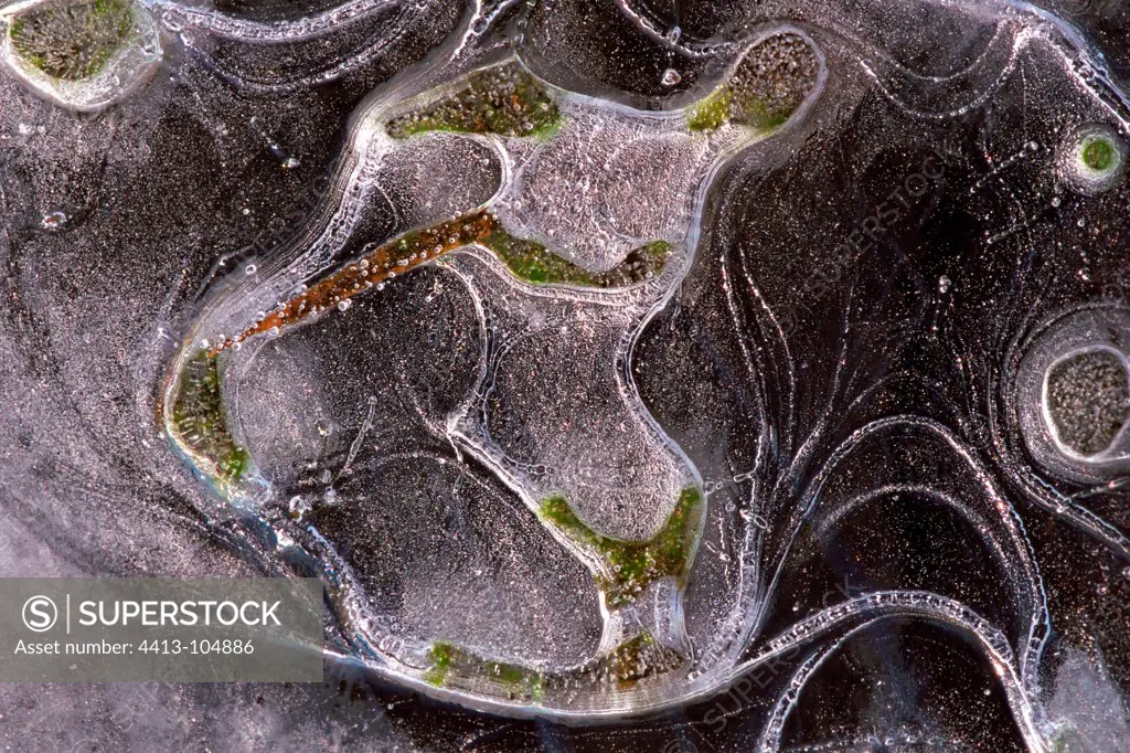 Ice and shaped leaves Sagittarius on a frozen pond