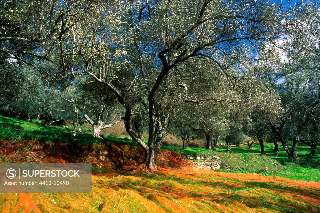 Olive grove during harvest Corse