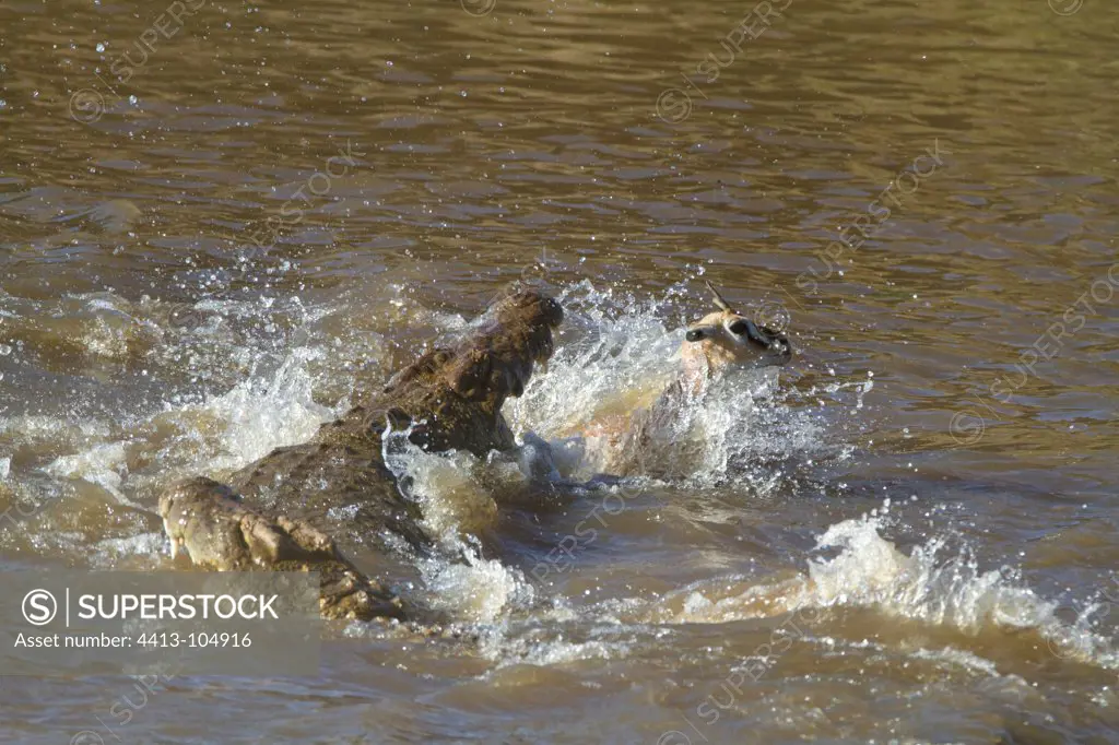 Crocodile attacking a gazelle in water Masai Mara Kenya