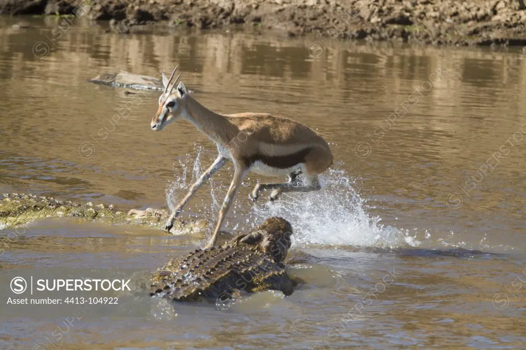 Crocodile attacking a gazelle in water Masai Mara Kenya