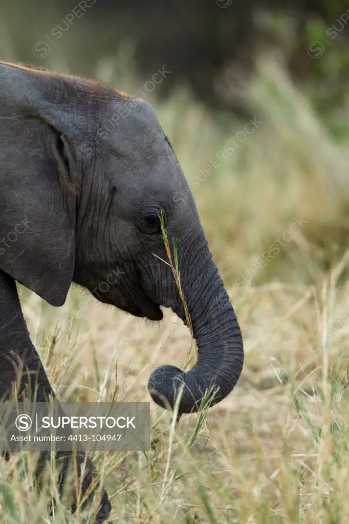 Portrait of a young elephant grass in the Masai Mara Kenya