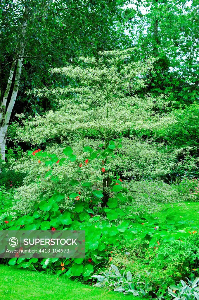 Dogwood 'Variegata' and nasturtium in a garden