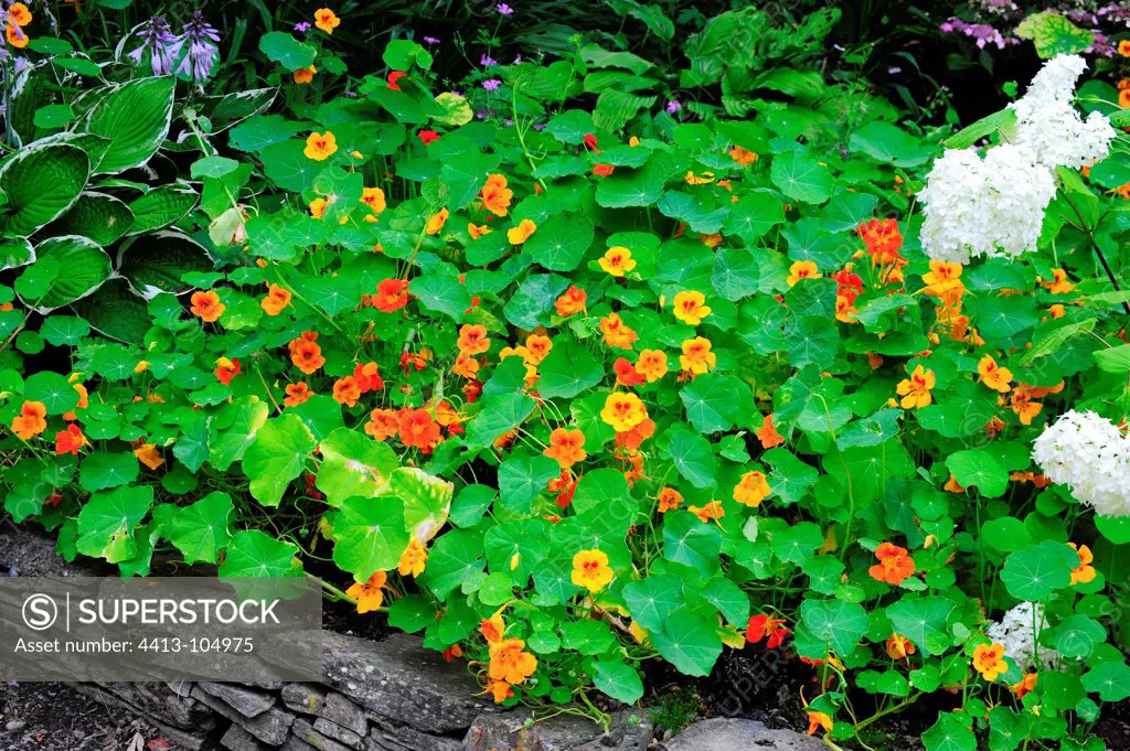 Nasturtium in bloom in a garden