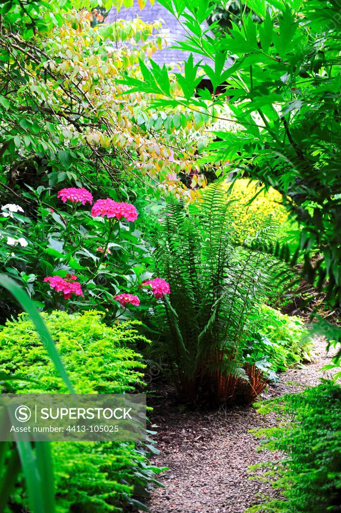 Hydrangea and fern on the side of a garden path