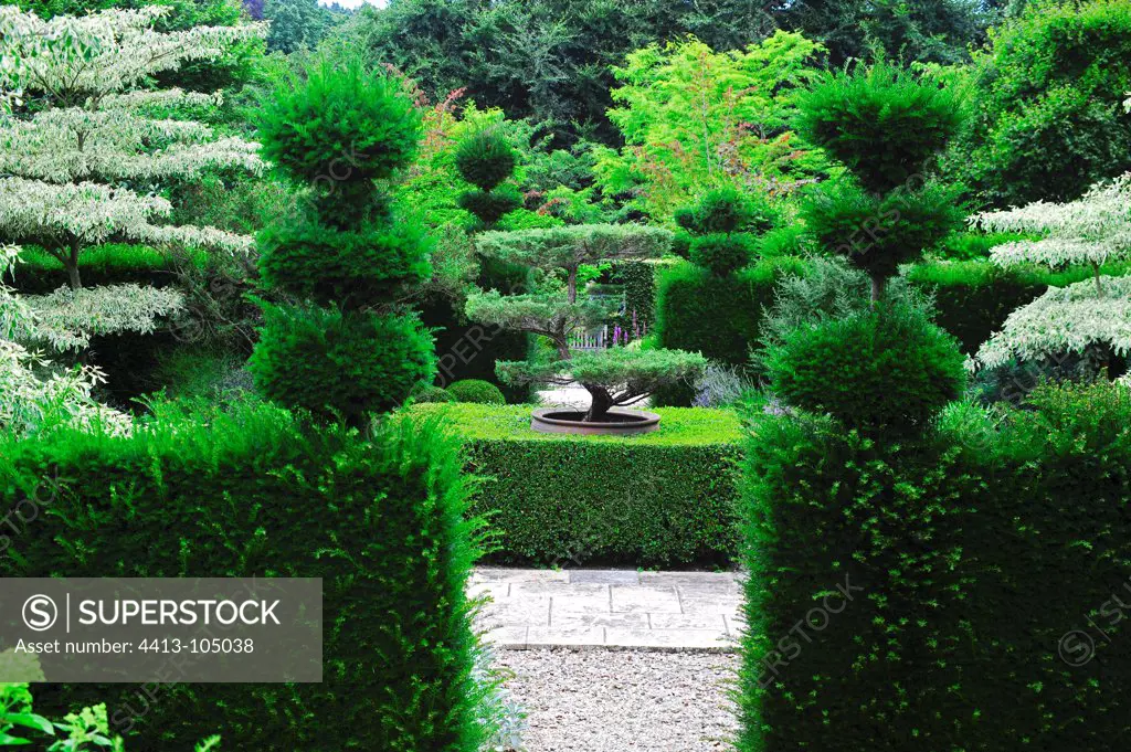 Topiaries of common box and yew in a garden