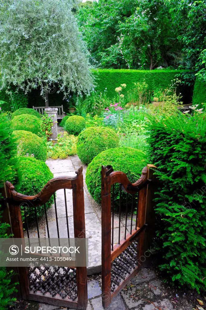 Garden entrance gate and common box topiaries