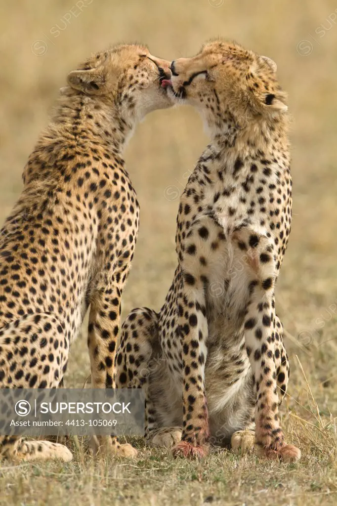 Cheetah female and young grooming Masai Mara Kenya