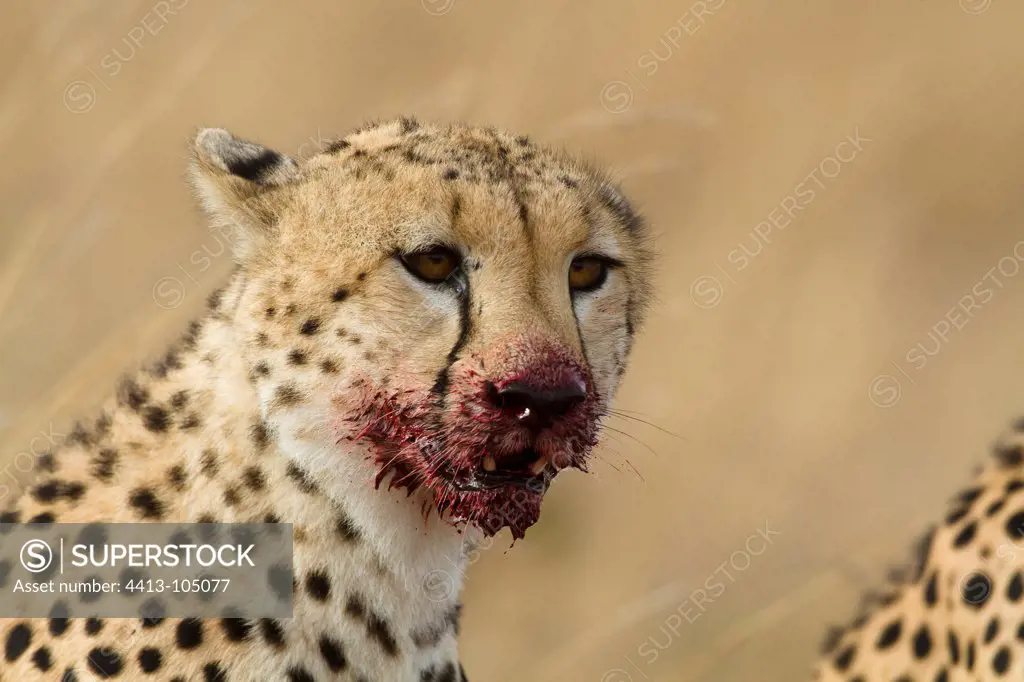 Portrait of male Cheetah eating Masai Mara Kenya