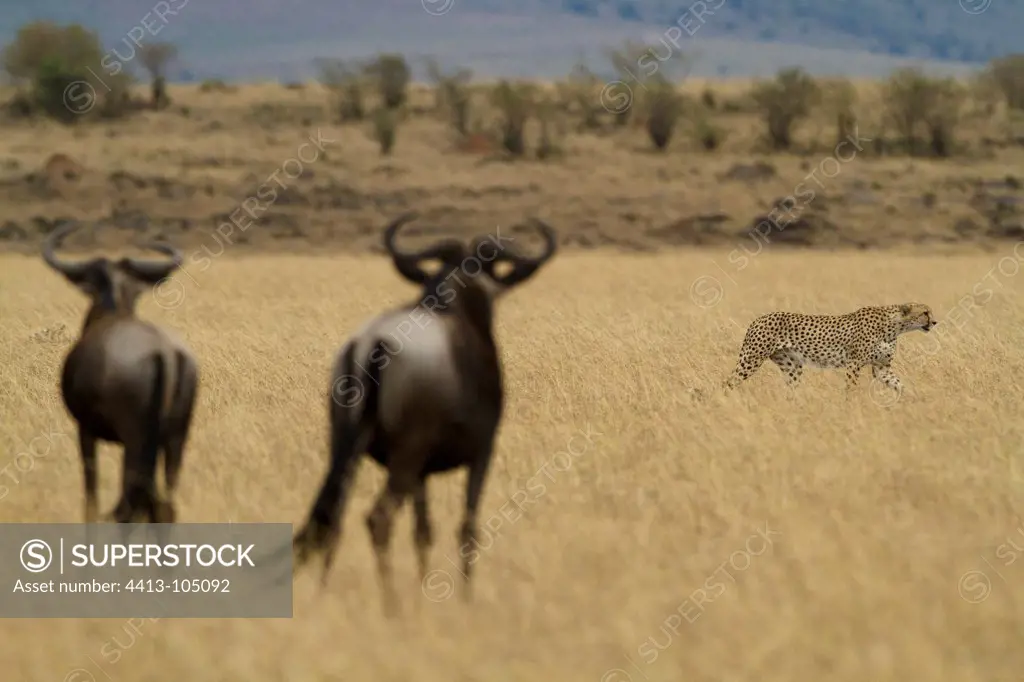 Cheetah passing wildebeest Masai Mara Kenya