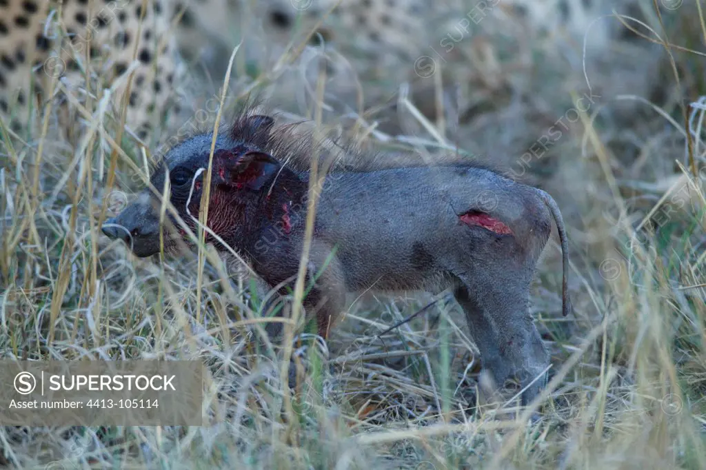 Young Warthog injured by Cheetah Masai MaraKenya