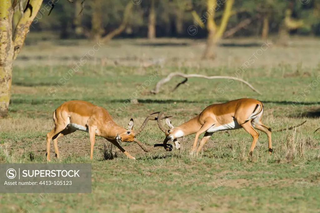 Impalas fighting males in the savanna Nakuru Kenya