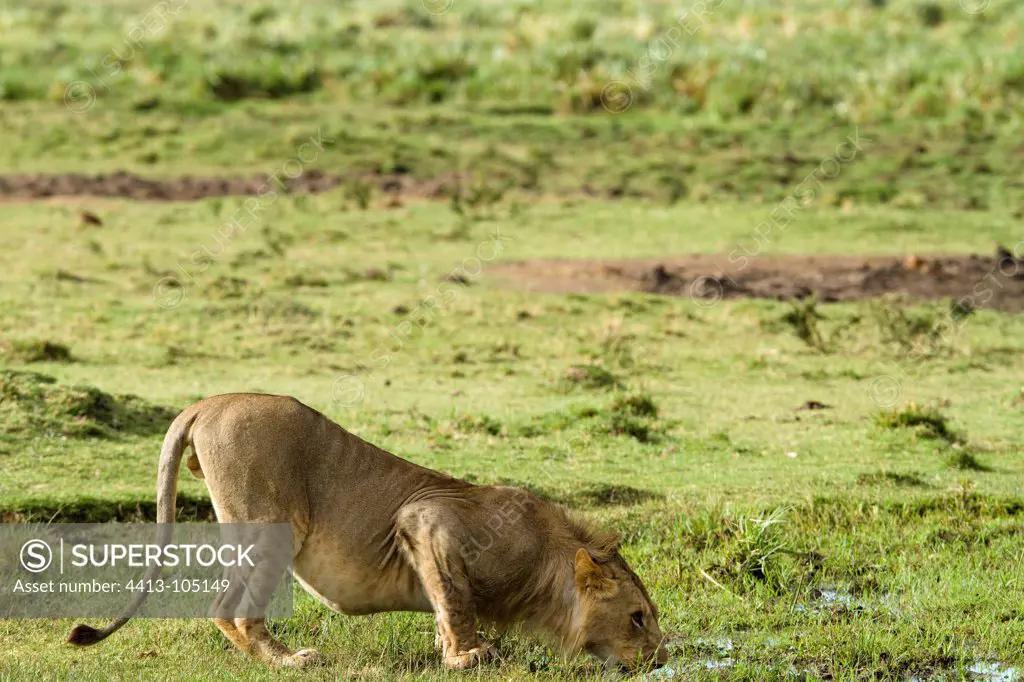 Young male Lion drinking from swamps Masai Mara Kenya