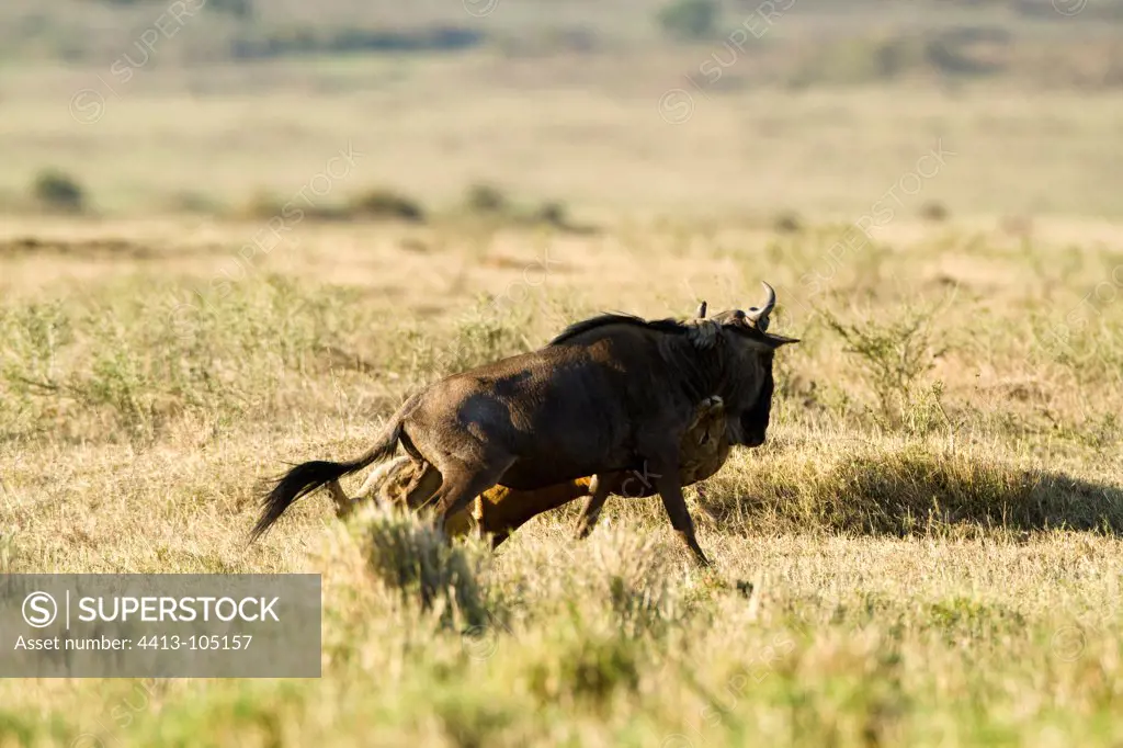 Wildebeest trying to escape the attack of a Lioness Masai Mara