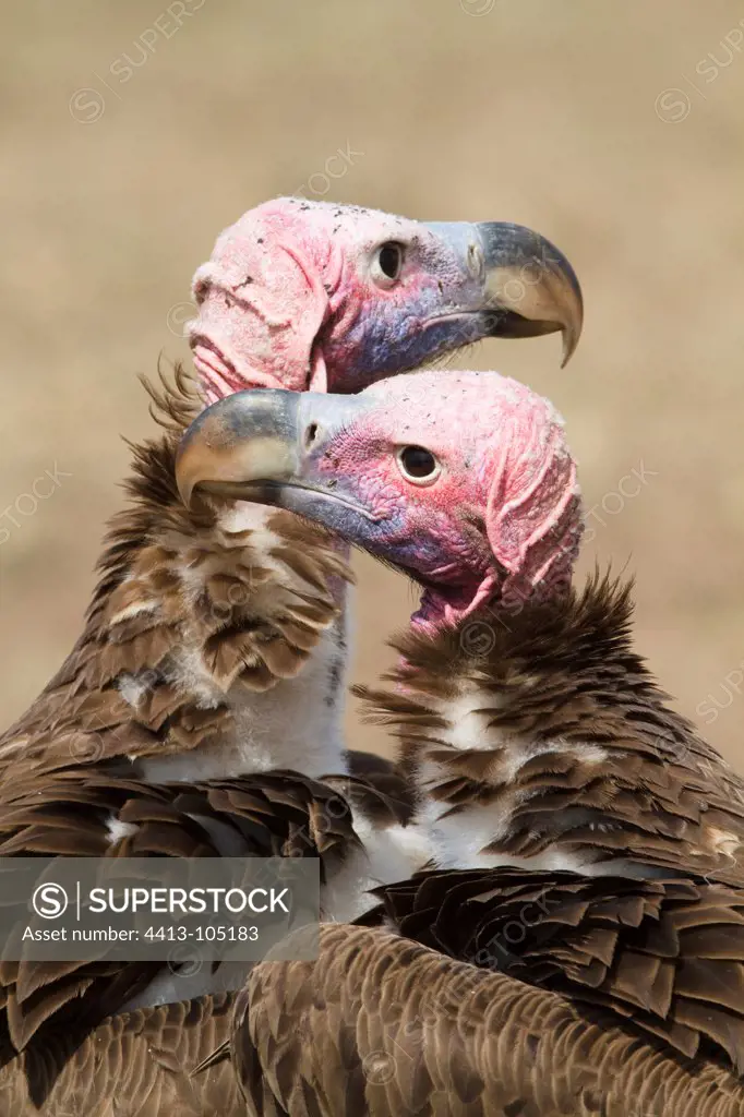 Portrait of Lappet-faced Vultures on ground Masai Mara Kenya