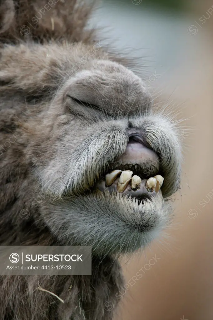 Mouth and teeth of a Bactrian camel in close-up