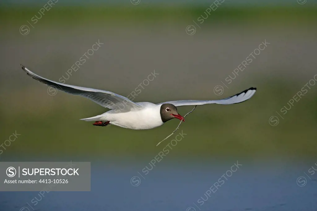 Black headed gull flying with a twig in the beak Texel