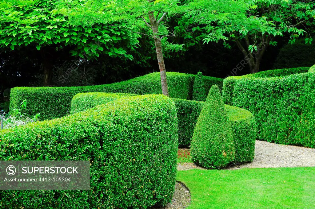 Labyrinth with common box topiaries in a garden