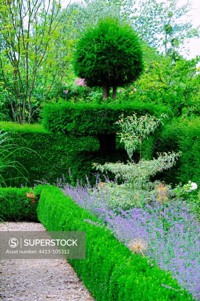 English yew and common box topiaries in a garden