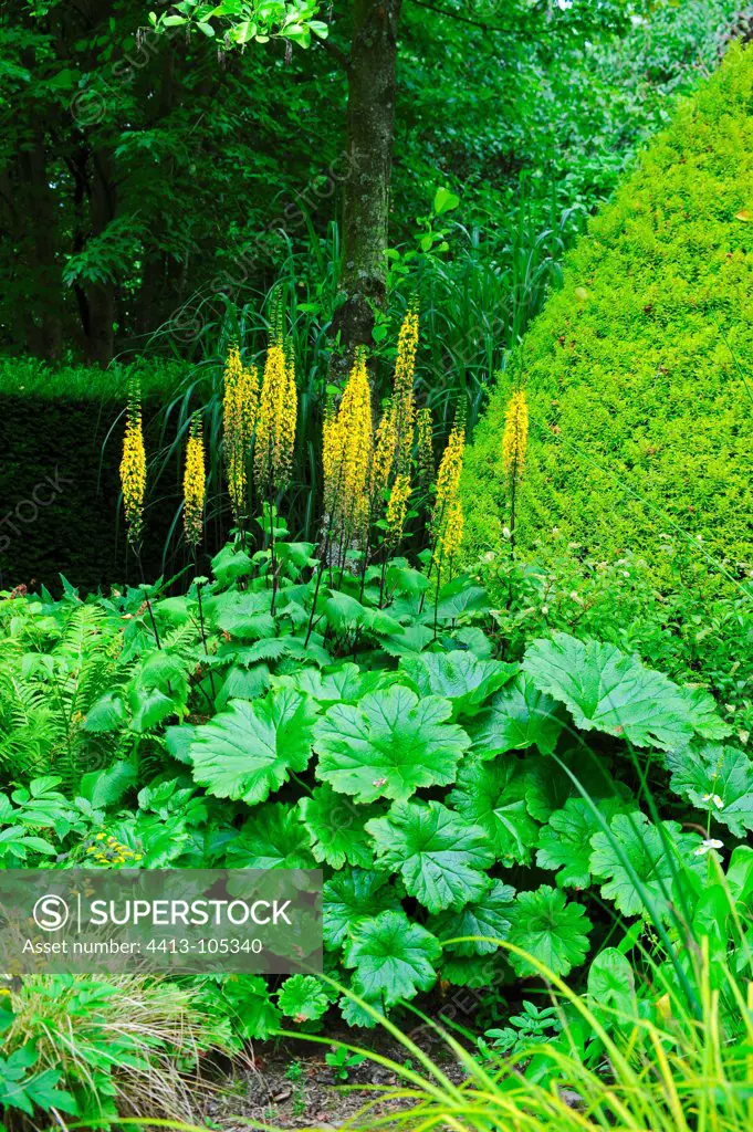 Ligularia in bloom and darmera in a garden