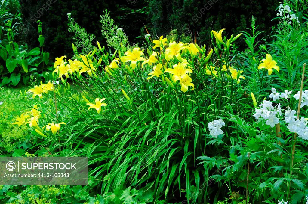 Hemerocalles 'Marion Vaughan' in bloom in a garden