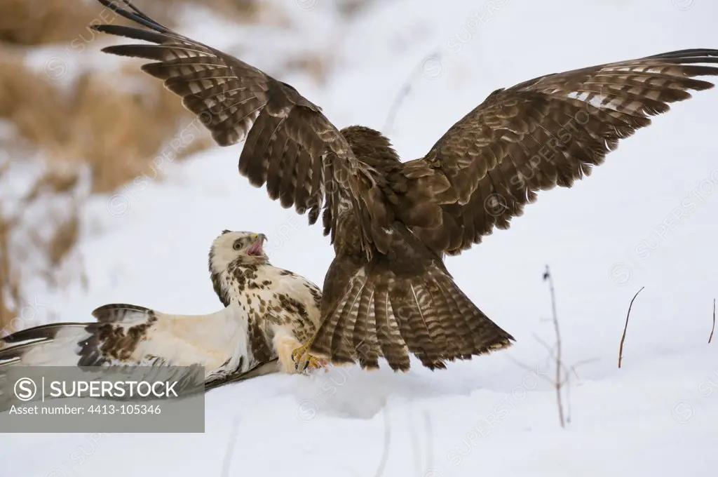 Common Buzzard fighting in a field Bavaria Germany