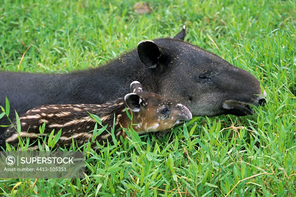 Young Baird's Tapir with its mother Costa Rica