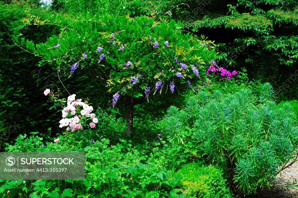 Chinese wisteria in bloom in a garden