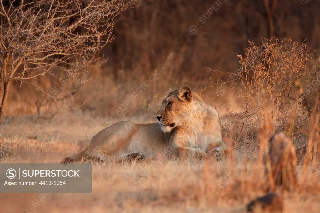 Female Asian lion lying down Gir forest NP India