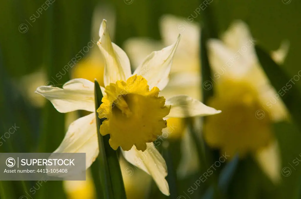 Daffodils in Spring in the Vosges France