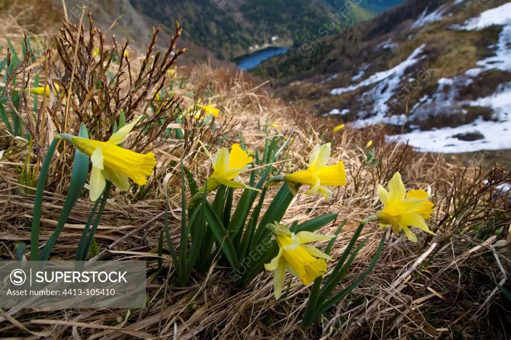 Daffodils on the Hohneck in spring in the Vosges France