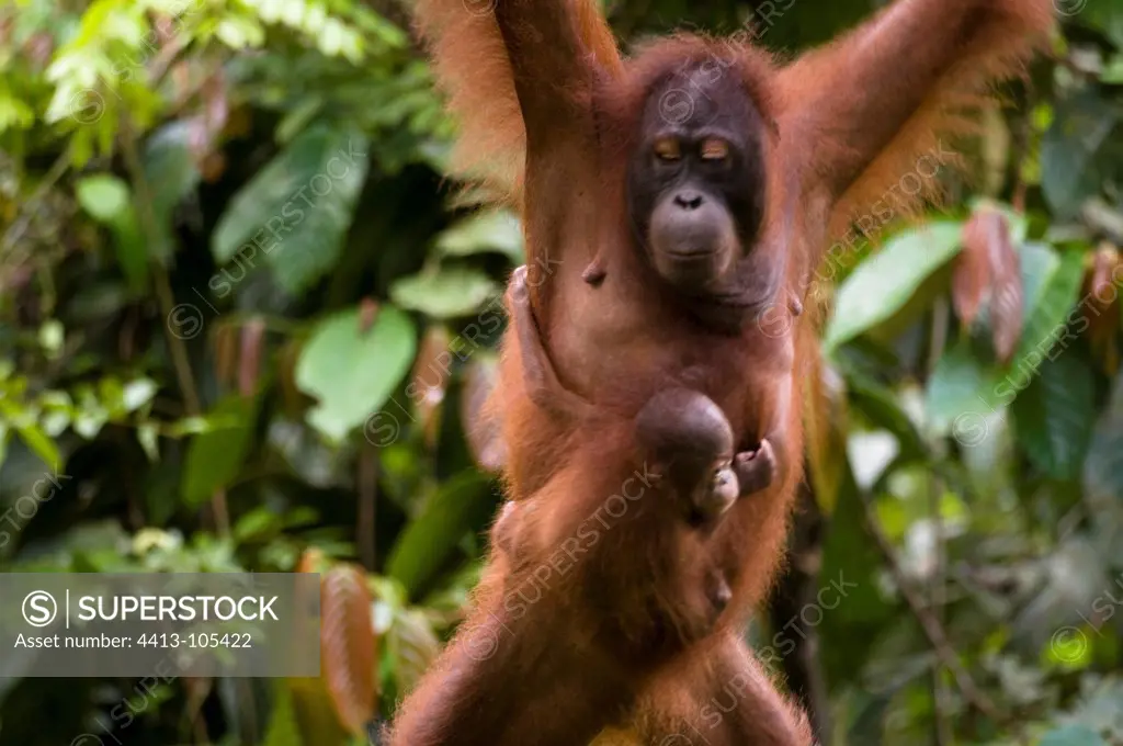 Bornean Orangutan mother and baby Sepilok Sabah Borneo