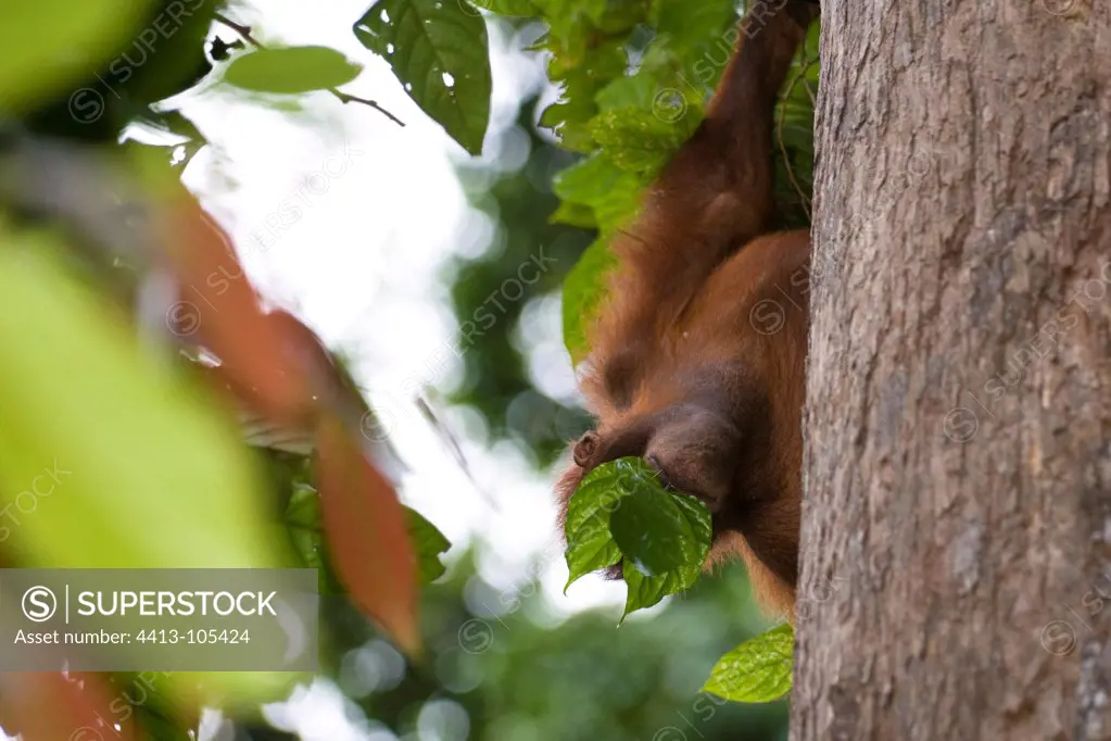 Bornean Orangutan on a tree at Sepilok Sabah Borneo