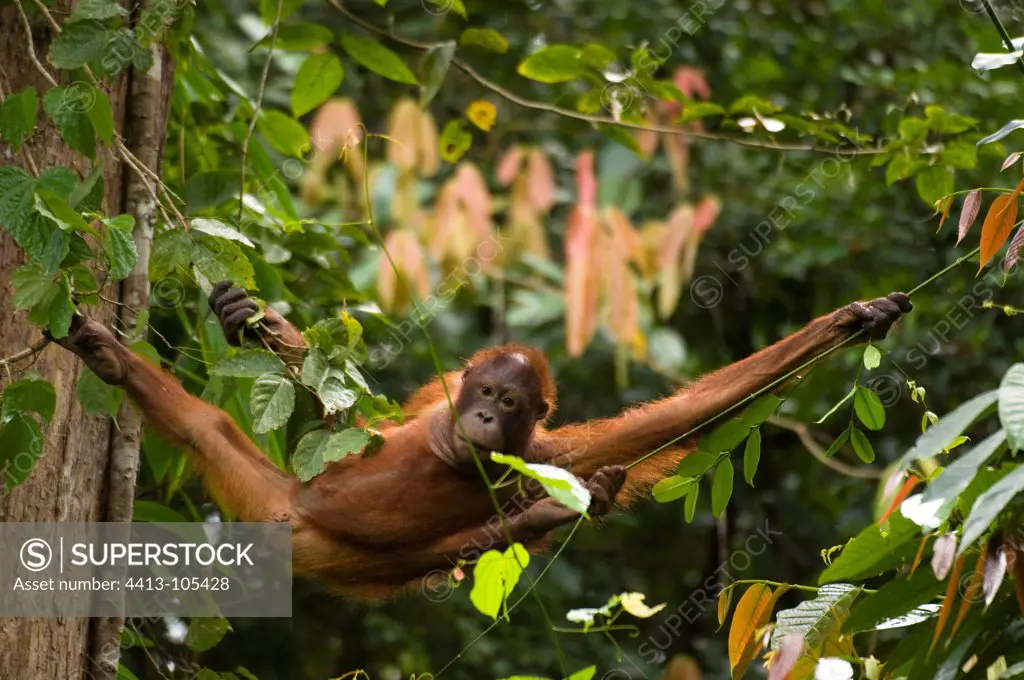 Bornean Orangutan climbing in the tree Sepilok Sabah Borneo