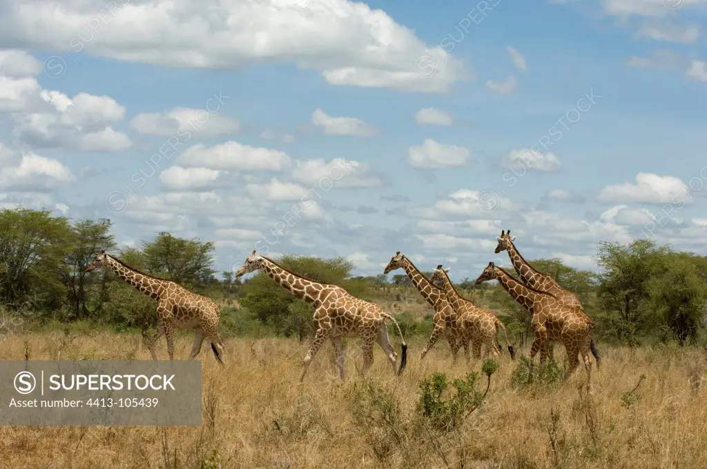 Reticulated giraffes walking in the savanna Meru Kenya