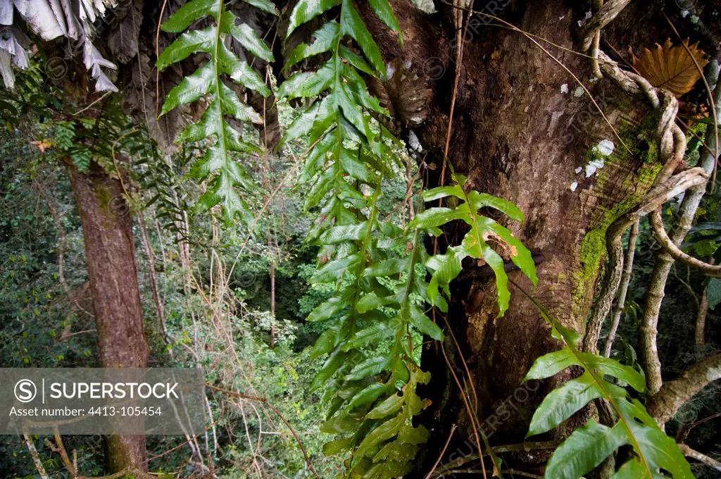 Epiphytes primary rainforest Sabah Borneo Malaysia