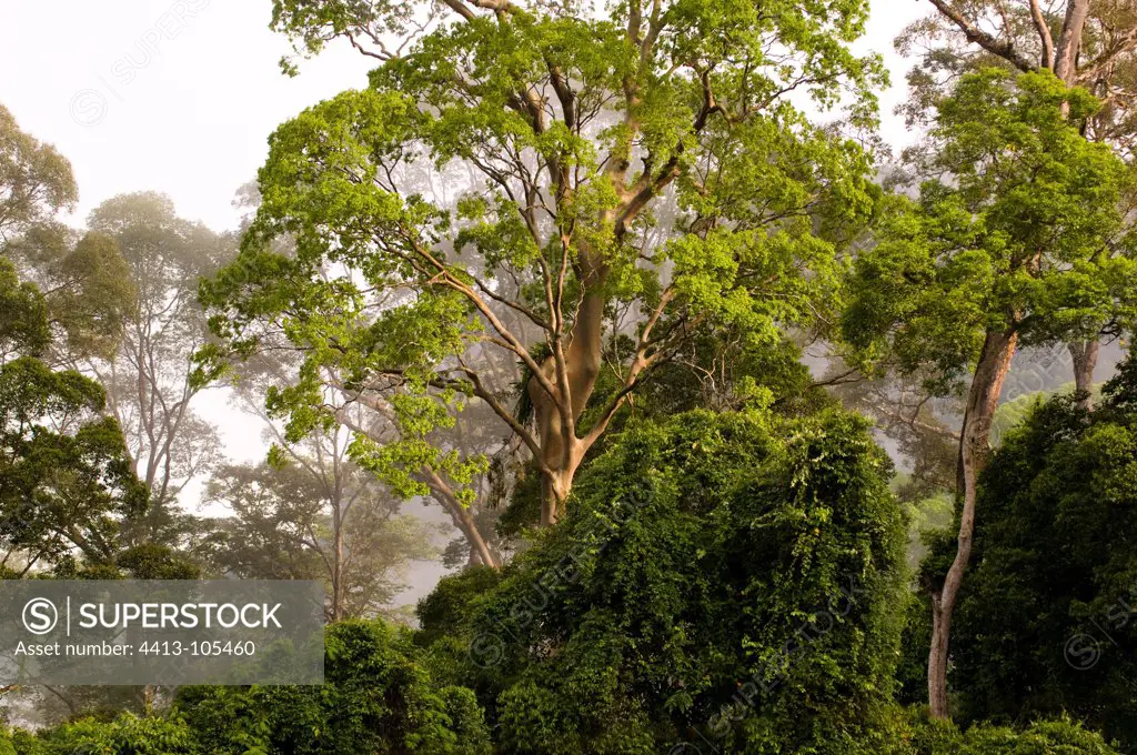 Danum Valley in primary rainforest Sabah Borneo Malaysia