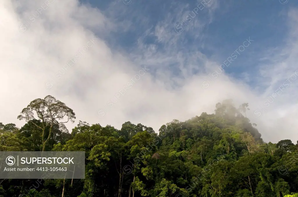 Primary rainforest Danum Valley Sabah Borneo
